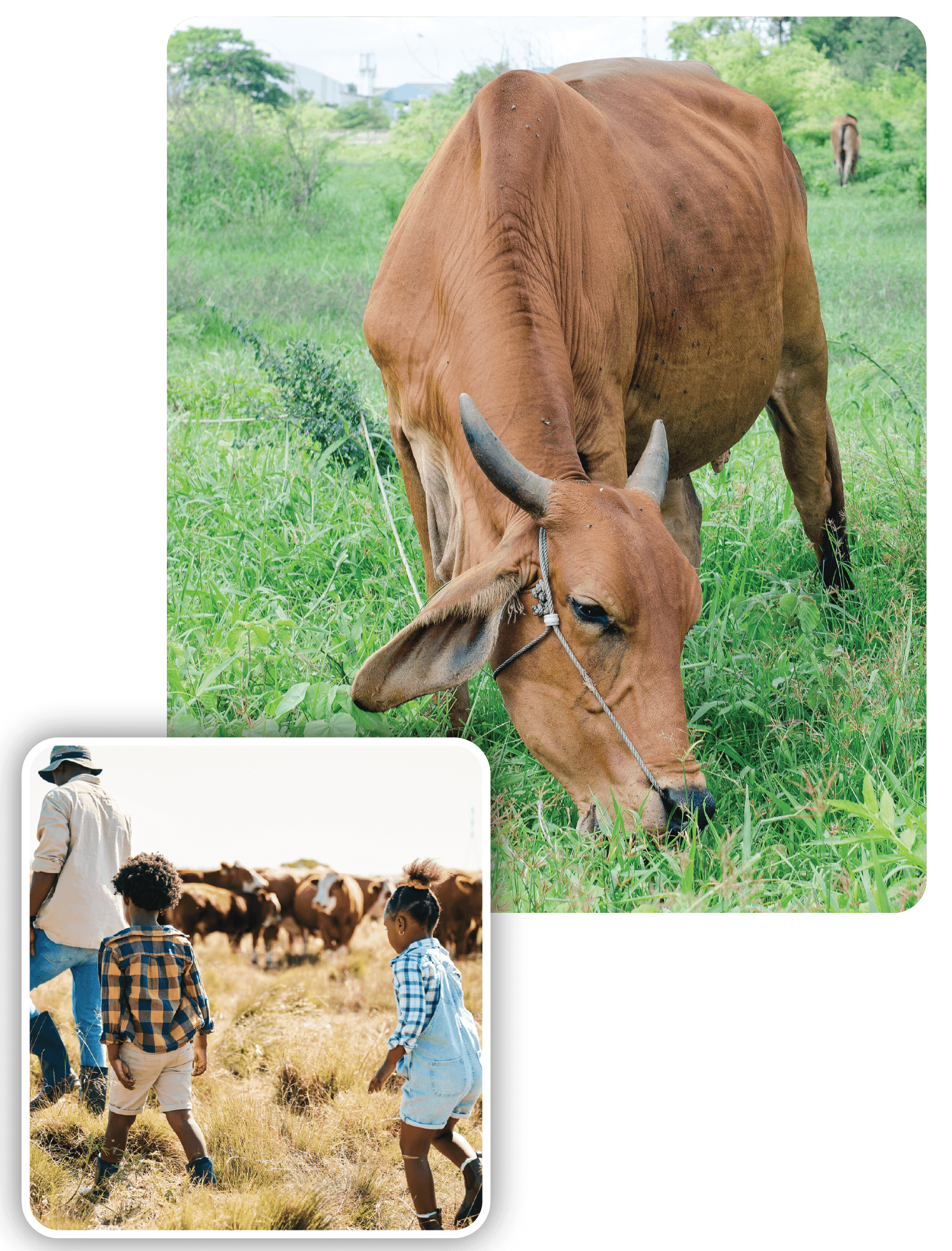 One Family, One Cow 2