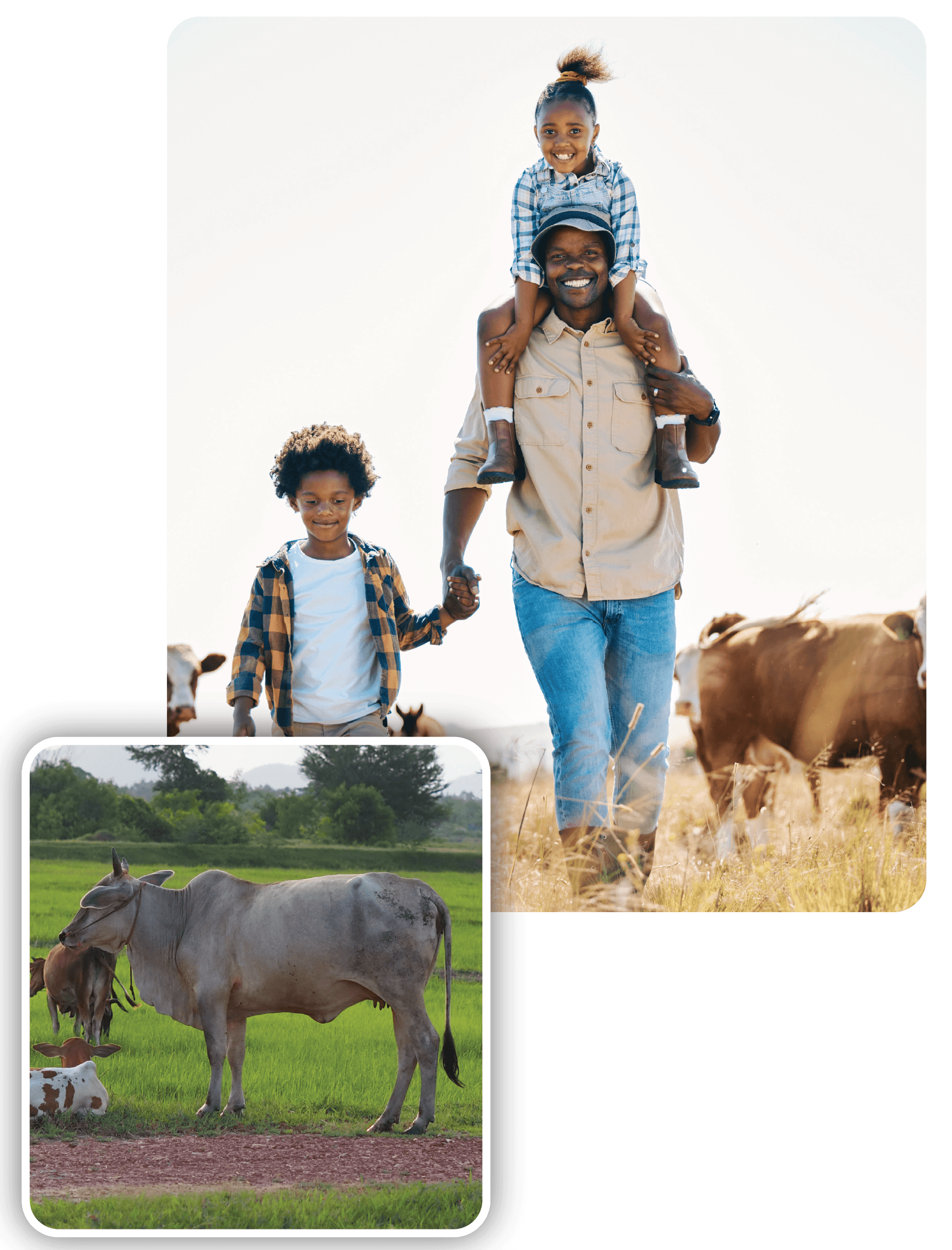 One Family, One Cow 1